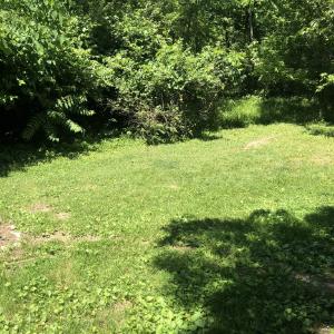 backyard-2.jpeg