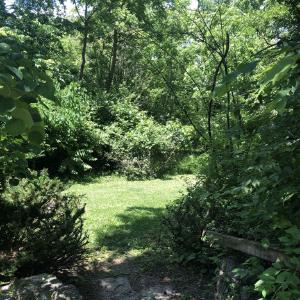 backyard.jpeg